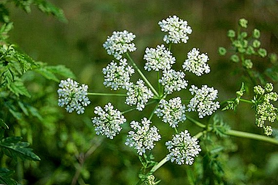 Planta Hemlock: propriedades medicinais de ervas e seu uso em medicina