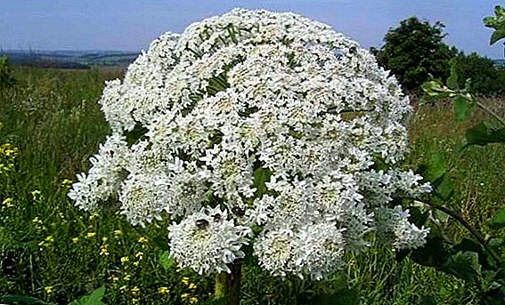 Hogweed plant: beneficial properties and harm