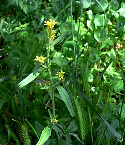 צמח goler (מרפא) (השם הלטיני Sisymbrium officinale): תיאור של צמח