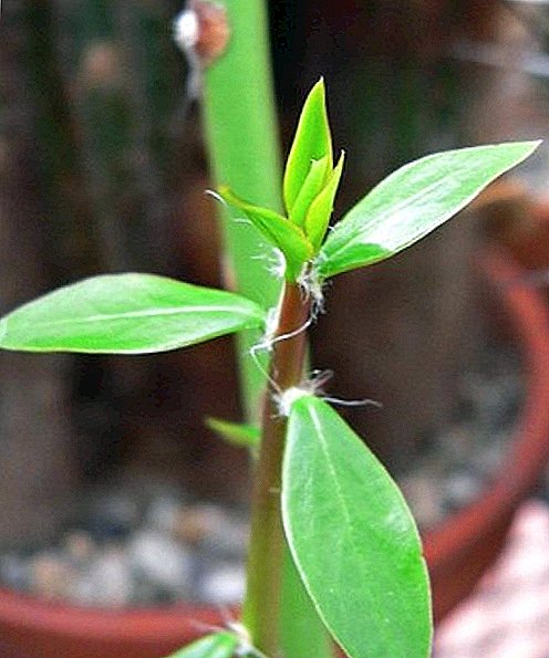 Pereskiya bitkisi: yaprak kaktüs bakımının özellikleri