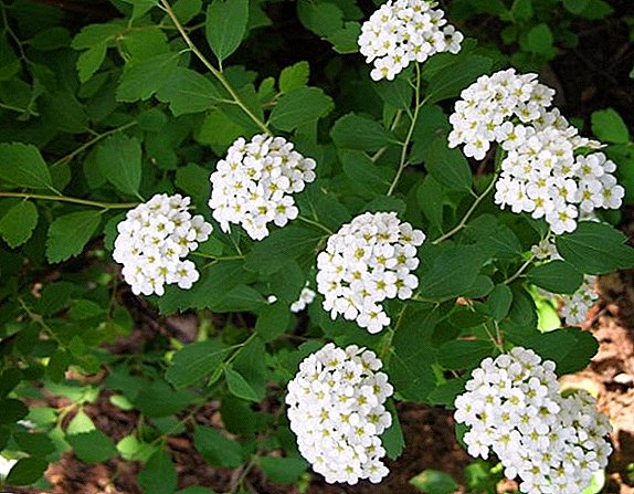 Spirea plant: how to plant and care in the Urals
