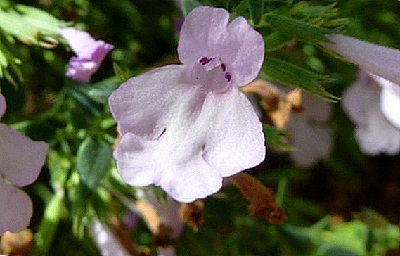 Clearwood familyasının bitkileri (Sünger Çiçekler)