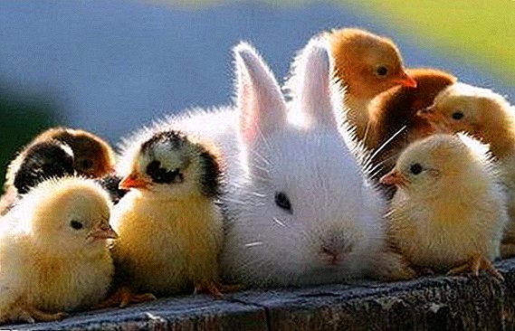 Entendemos si es posible mantener los pollos y los conejos juntos