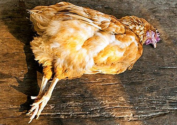 أسباب مختلفة لماذا الدجاج البياض يموت
