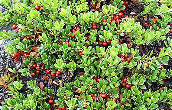 Different properties of bearberry: a description of how to take
