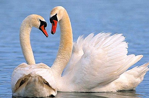 Different types (breeds) of swans