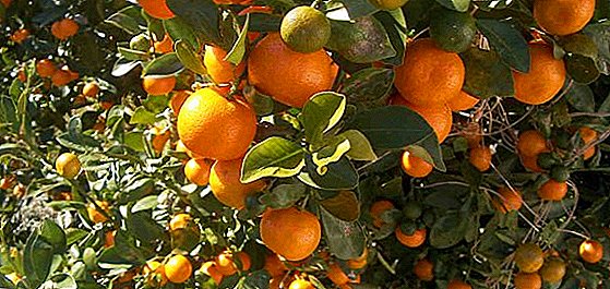 Reproduction Calamondin: from seeds, cuttings, from the stone