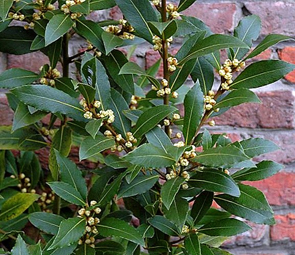 Reproduction of laurel seeds, how to plant and grow shrubs