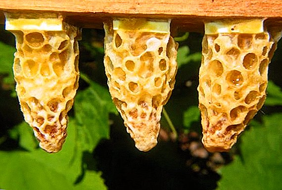 Zucht von Bienen durch Schichtung