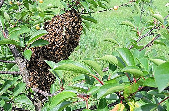 蜂コロニーの繁殖：自然な方法