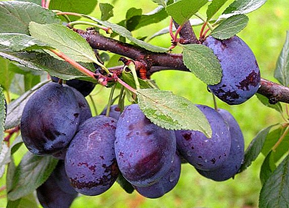 Reproduction des boutures de prunes: récolte, enracinement, plantation et entretien