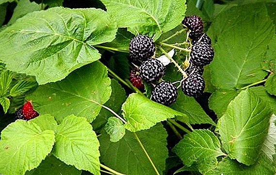 The difference between black raspberries and blackberries