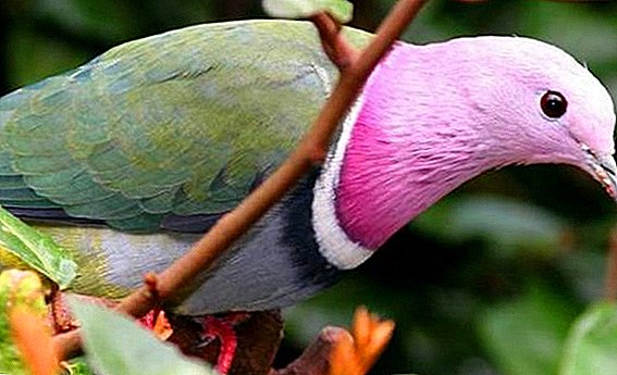 Pigeons multicolores: description des espèces et des habitats