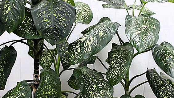 Eine Vielzahl von Hybriden und Sorten von Dieffenbachia: Wie wählt man eine Pflanze für das Haus aus?