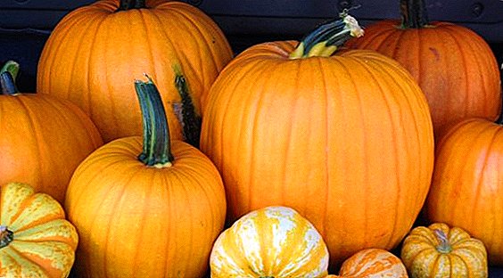 Variety of large pumpkin: description and photo of popular varieties