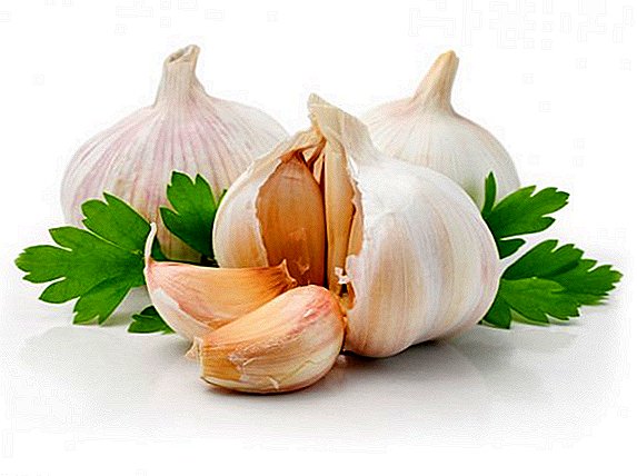 Variety of garlic application: composition and beneficial properties