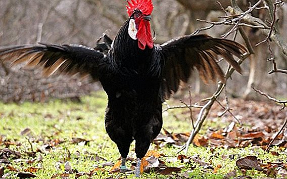 A variety of nicknames for a rooster and why it was called it a rooster