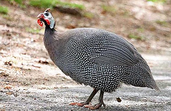 Various types of disease: why guinea fowls fall to their feet