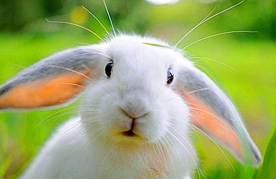 Especies de conejo blanco