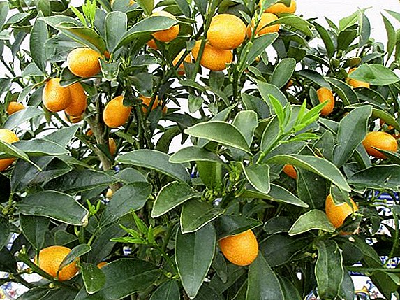 الأنواع Kumquat ووصفها