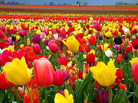 Types of tulips, groups and classes of flowers