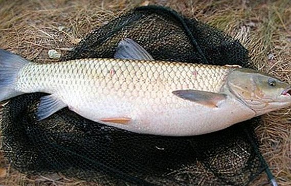 Cultivation of grass carp at home
