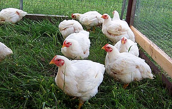 Broiler breeding: where to start and how to develop