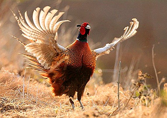 Breeding pheasants for meat: how to care and how to feed
