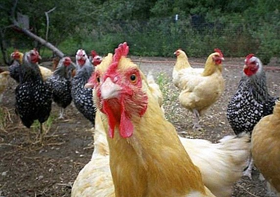 Zucht und Haltung von Hühnern für Anfänger