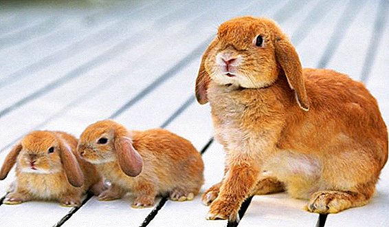 Breeding rabbits as a business
