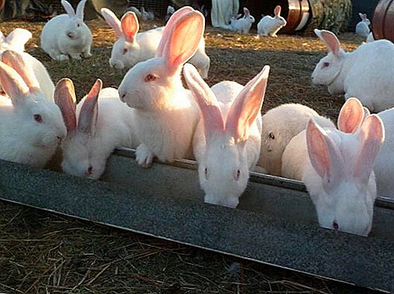Conigli di allevamento su scala industriale