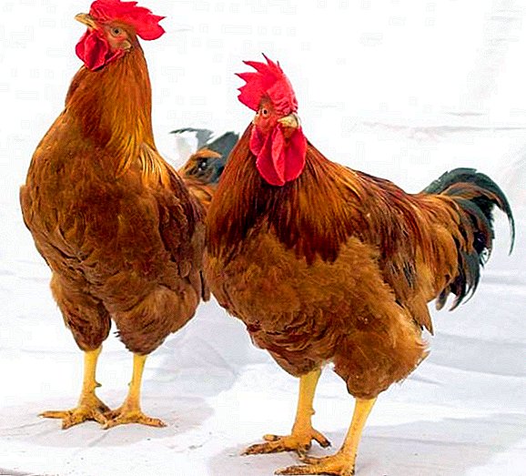 Zucht von Hühnern mit Rotbrust: Tipps zum Füttern und Füttern
