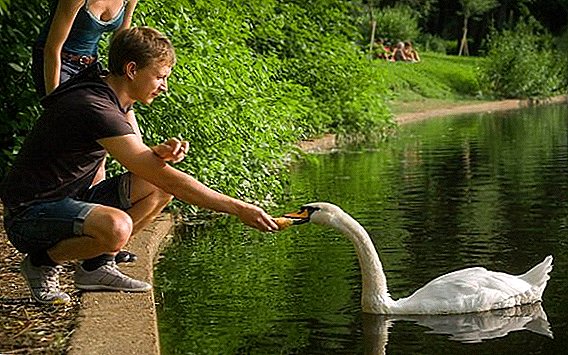 Breeding swans at home: care and feeding