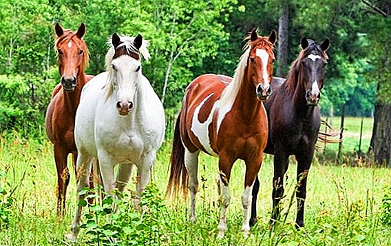 Breeding horses at home: feeding, maintenance and care
