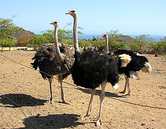 Breeding ostriches at home