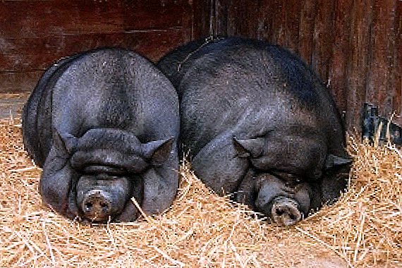 Cría de cerdos visualmente magullados vietnamitas