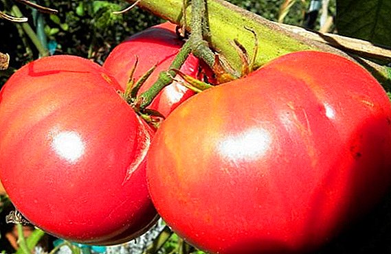 De vrais géants: tomates géantes roses
