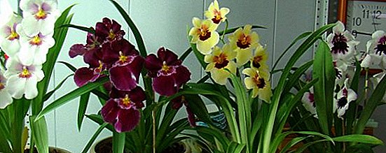 Miltonia resuscitation: what to do if the orchid has lost its roots