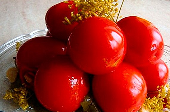 Resep untuk membuat tomat asin lezat untuk musim dingin