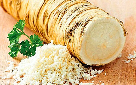 Recipes harvesting horseradish for the winter