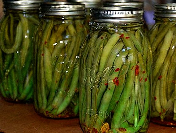 Recipes harvesting asparagus beans for the winter