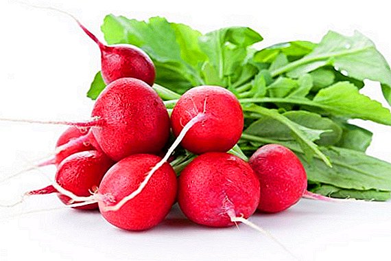 Radish: how many calories, what vitamins and minerals are contained, what is useful for, how to choose and store