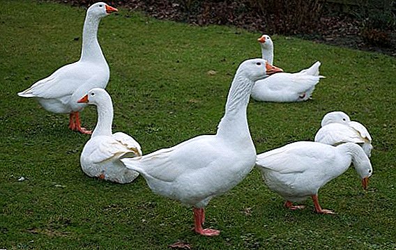 Rhine geese: breed description, breeding features at home