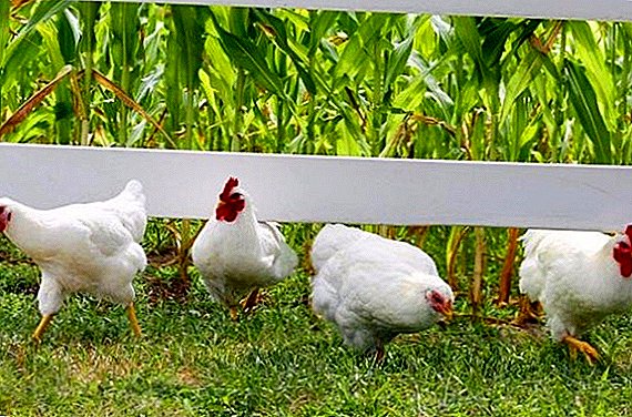 تقييم إنتاجية الدجاج