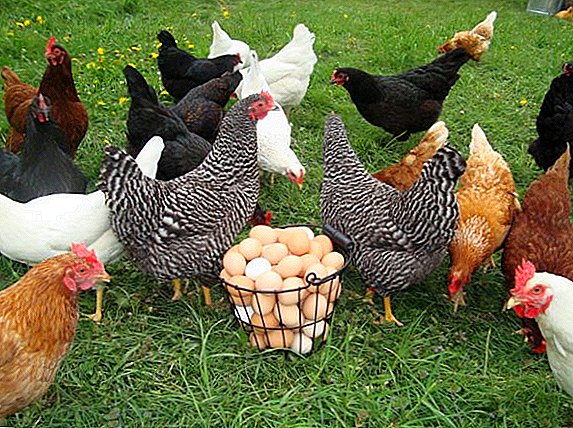 تصنيف الدجاج البيض