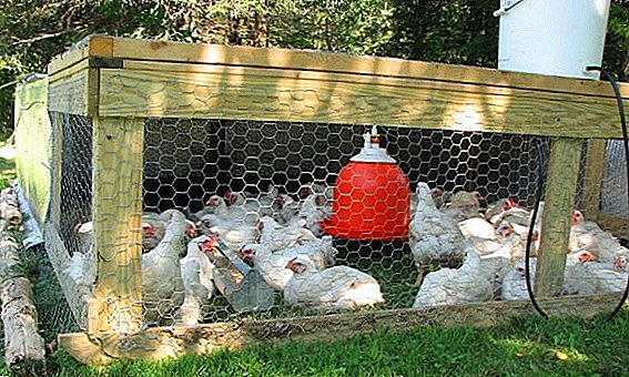 Recommendations for feeding broilers. Bird slaughter instructions