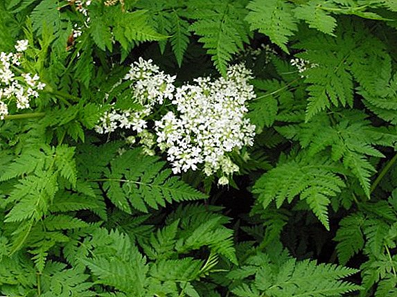 Recommendations for planting and caring for Chervil in the garden