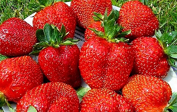 Renovering av jordgubbe "Fresco": hur man odlar en hybrid i trädgården