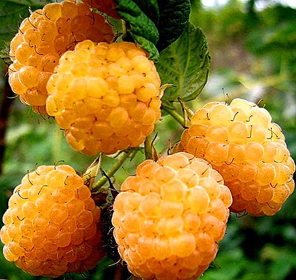 Remontnaya Orange Miracle Himbeere: charakteristisch, Anbau agrotechnics, Beschneiden