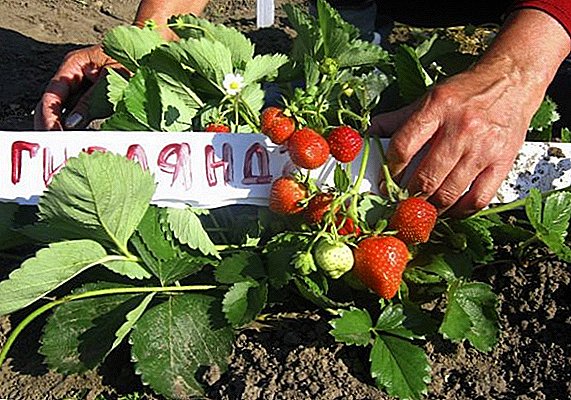 Reconstrucción de fresas de jardín "Guirnalda": qué es, cómo plantar y cuidar